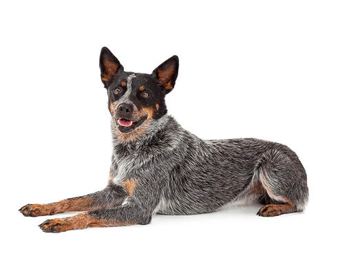 Blue store heeler pedigree